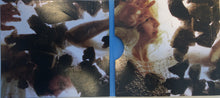 Load image into Gallery viewer, LUMP (12) : Animal (CD, Album)