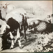 Load image into Gallery viewer, Mott The Hoople : Mad Shadows (LP, Album, RP)